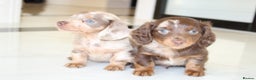 Miniature Dachshund dogs for sale: Kennel Club Registered Miniature Dachshund Puppies in Faversham - Advert 3