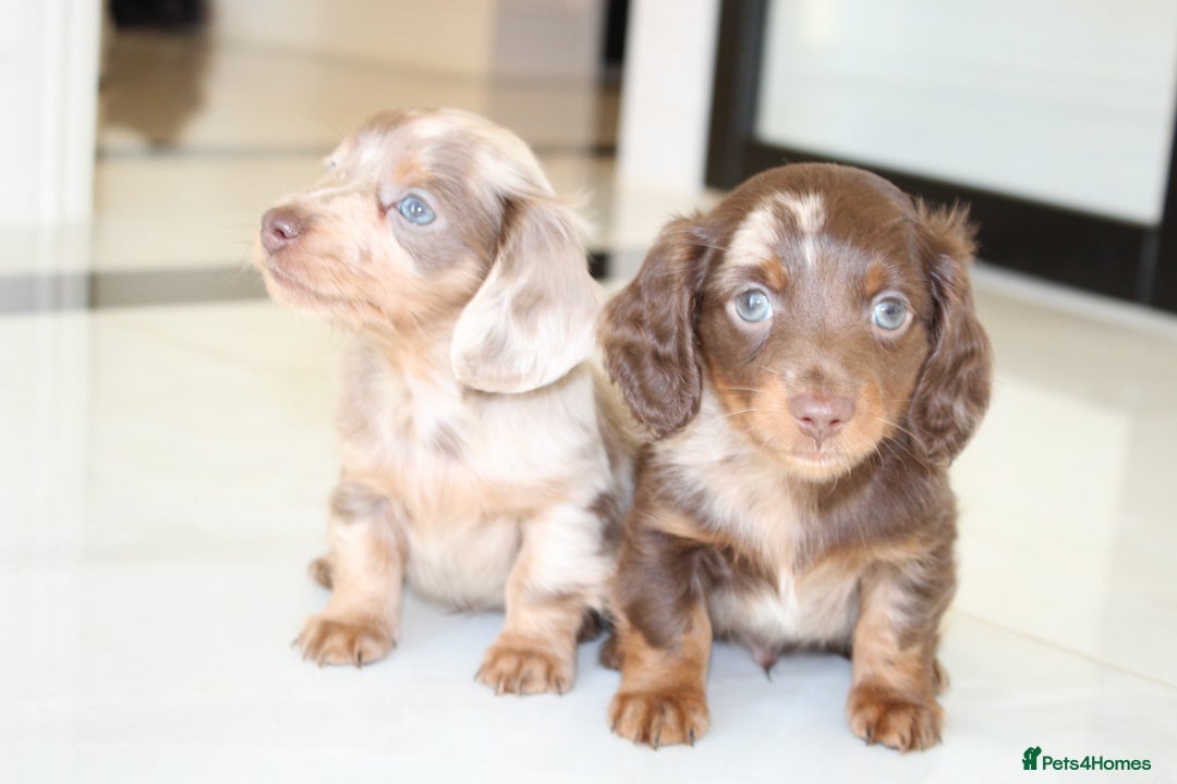 Miniature Dachshund dogs for sale: Kennel Club Registered Miniature Dachshund Puppies in Faversham - Advert 3