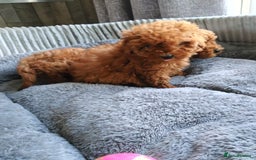 Poodle dogs for sale: Red miniature poodle  - Image 9
