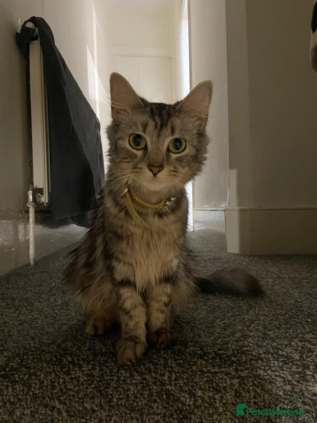 British Shorthair cats for sale: Beautiful kitten ready to go🐈❣️ - Advert 6