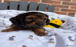 Miniature Dachshund dogs for sale: Amazing Champ Bloodlines Mini Dachshunds ✨ - Image 5