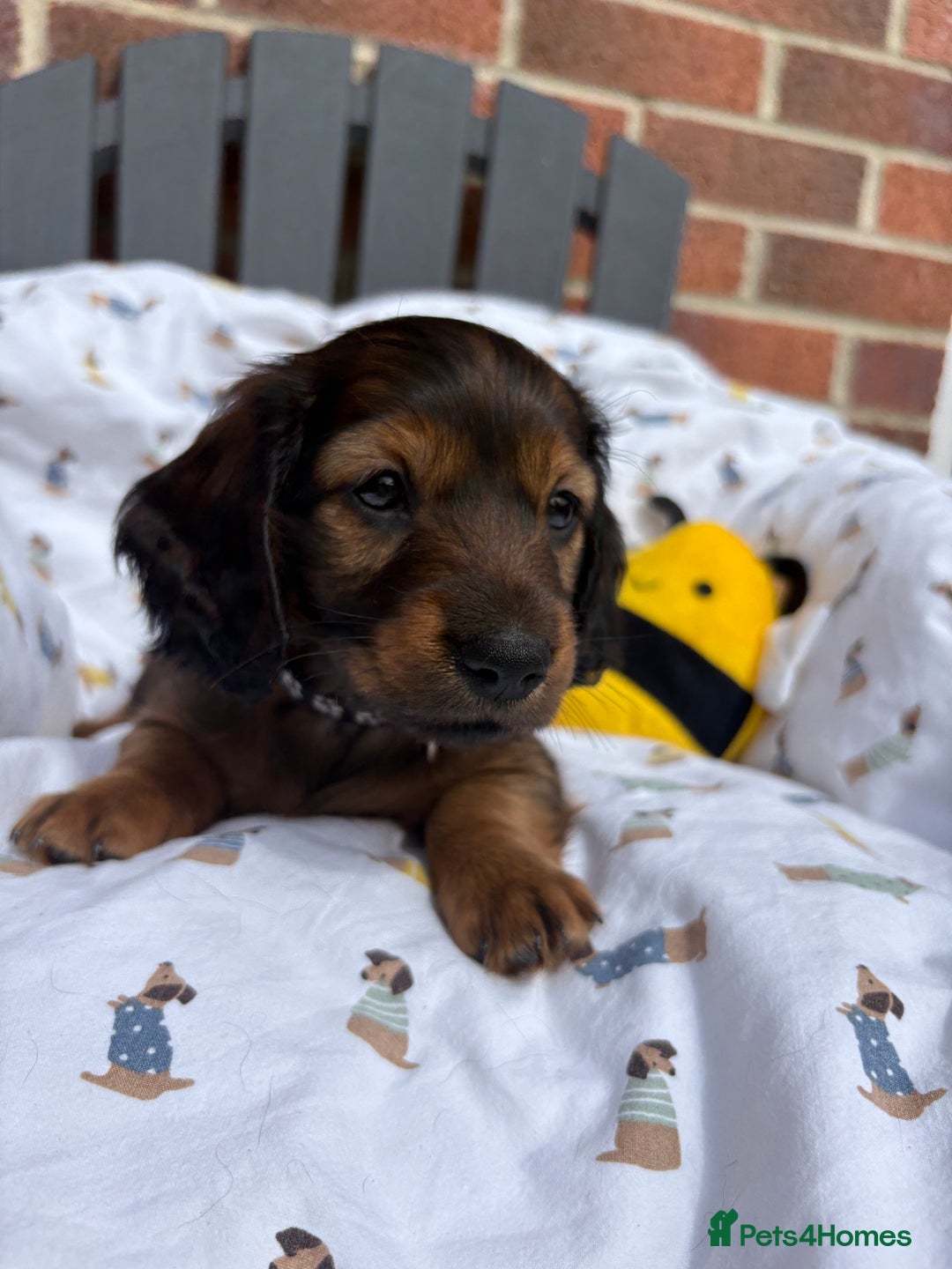 Miniature Dachshund dogs for sale: Amazing Champ Bloodlines Mini Dachshunds ✨ - Image 5
