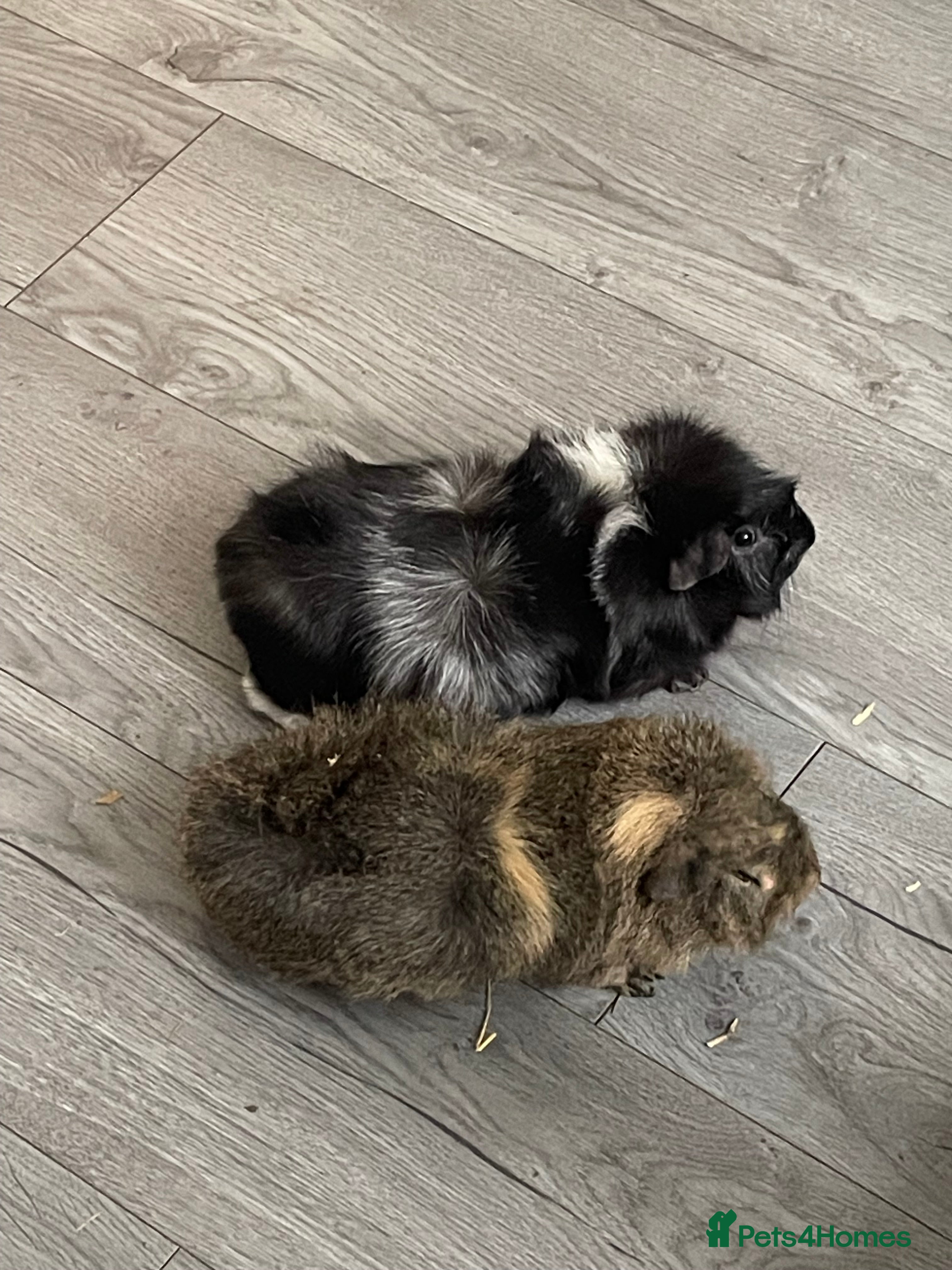 Mixed Breed rabbits Two beautiful guinea pigs with cage - Advert 4