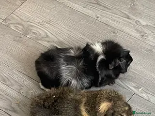 Mixed Breed rabbits Two beautiful guinea pigs with cage - Advert 1