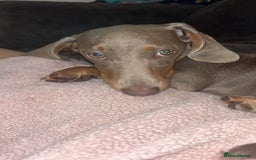Dachshund dogs for sale: Sausage dog for sale  - Image 3