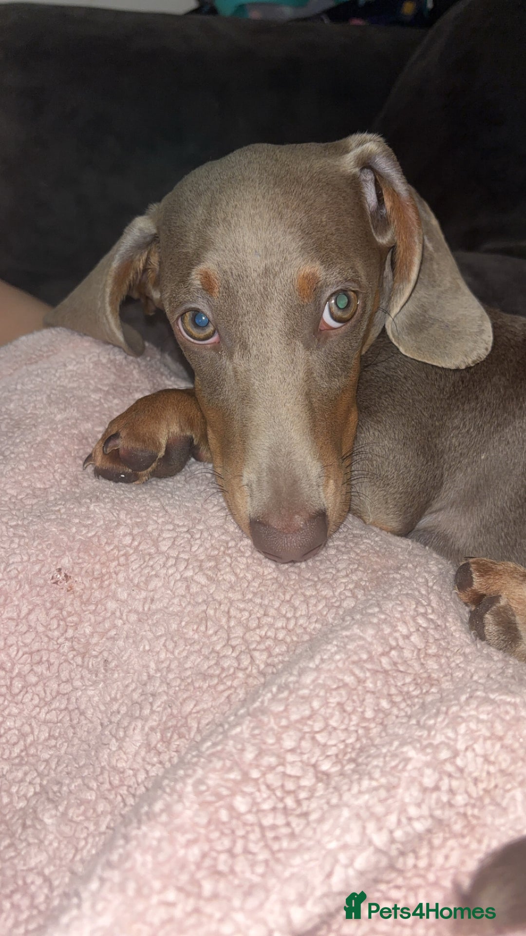 Dachshund dogs for sale: Sausage dog for sale  - Image 3