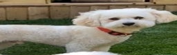 Bichon Frise dogs for stud: Bichon frise STUD He is not Forsale in Sheffield - Advert 2