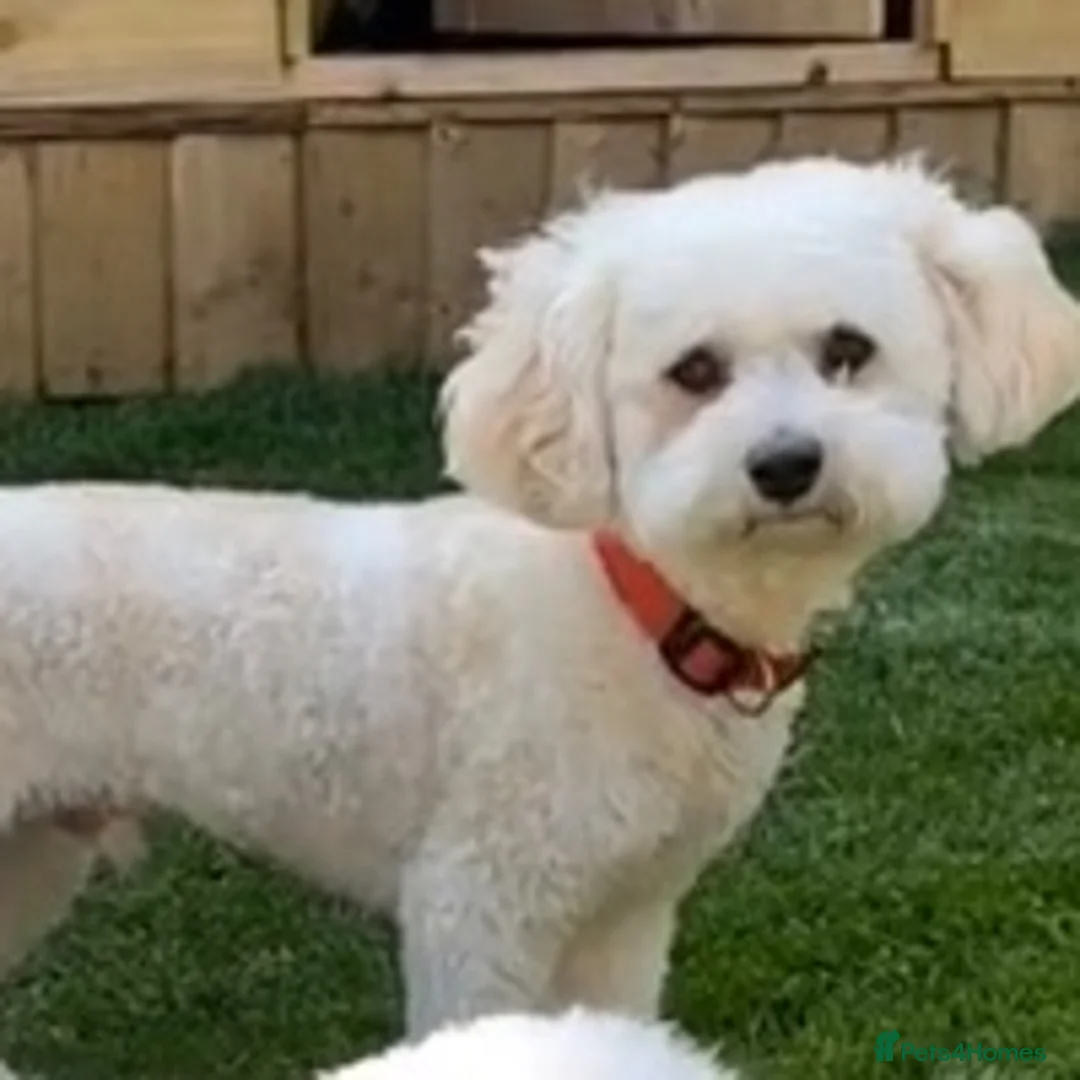 Bichon Frise dogs for stud: Bichon frise STUD He is not Forsale in Sheffield - Advert 2