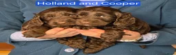 Cockapoo dogs for sale: Stunning cockapoo puppies for sale - Advert 11