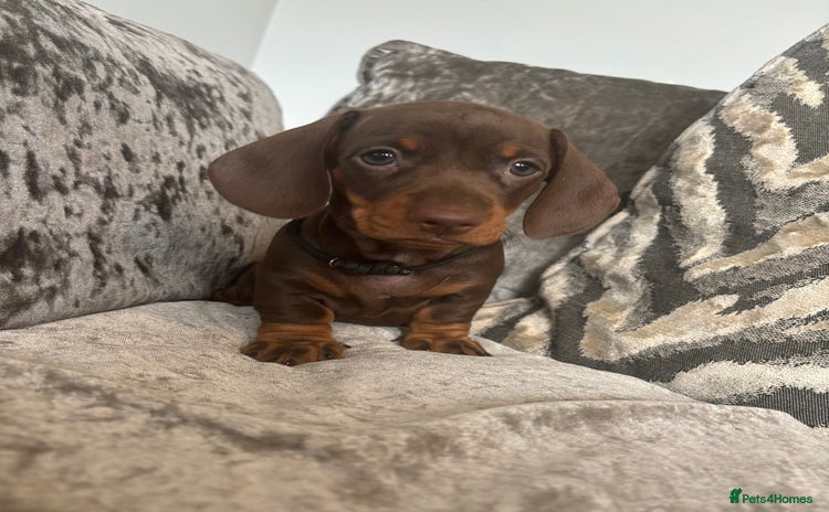 Miniature Dachshund dogs - Advert 6