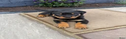 Rottweiler dogs for sale: FULLKC GERMAN LINES🏆💙 2BOYS LICENSED BREEDER 5⭐️ - Advert 2
