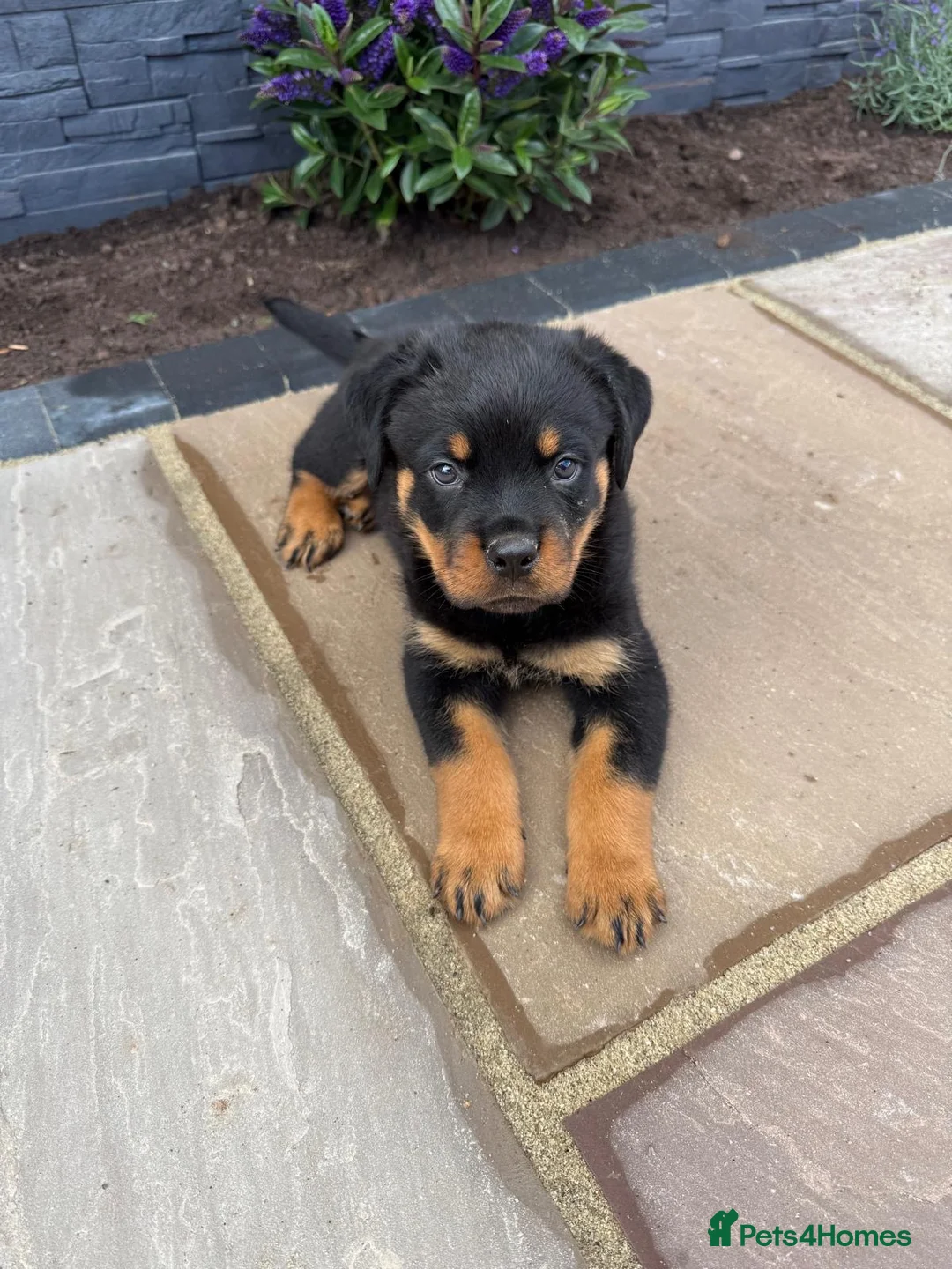 Rottweiler dogs for sale: FULLKC GERMAN LINES🏆💙 2BOYS LICENSED BREEDER 5⭐️ - Advert 2
