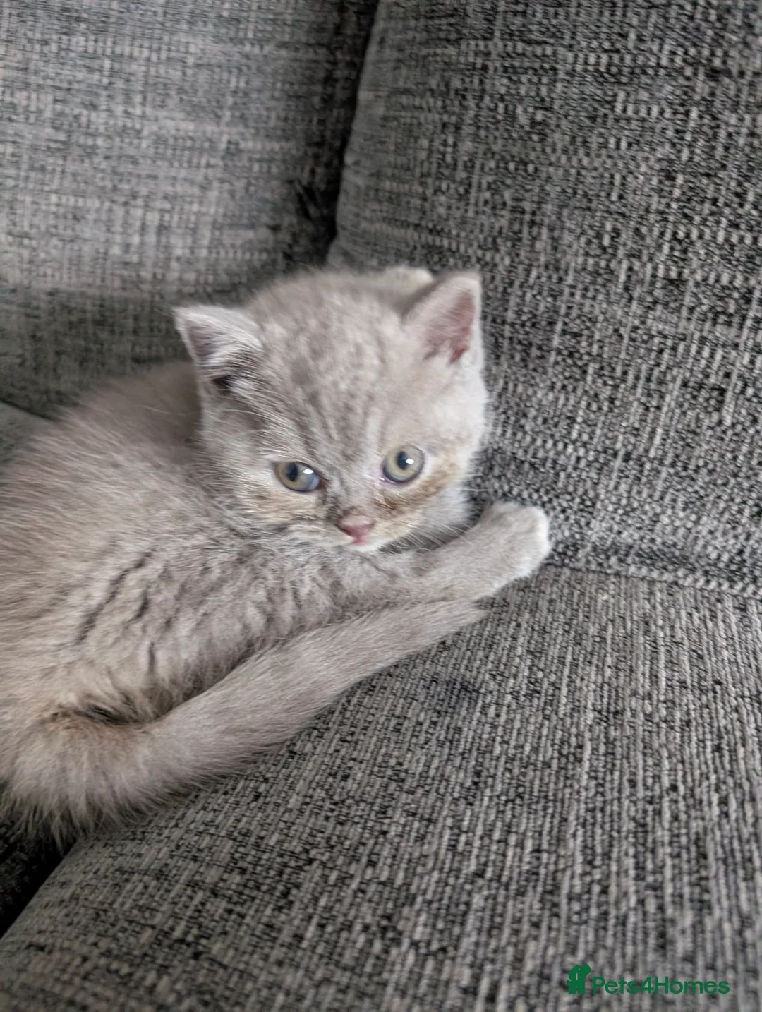 British Longhair cats for sale: 2 lilac fawn British bsh/blh kittens  - Advert 4