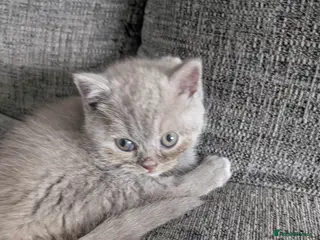 British Longhair cats 1 British shorthair kitten with insurance - Advert 4