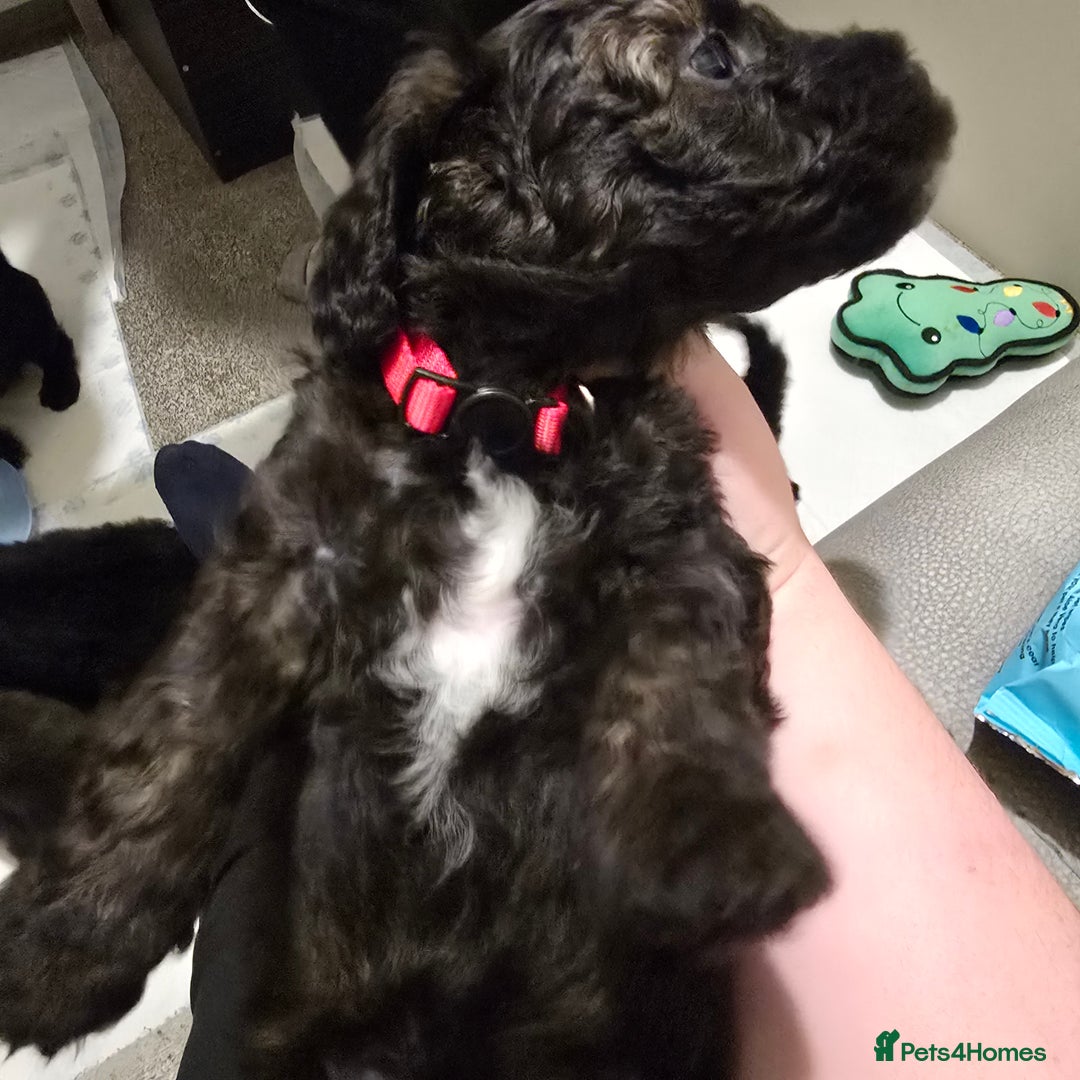 Shihpoo dogs for sale: 🐾REDUCED 2 Boys £800 - Shihpoo Puppies🐾 - Advert 37