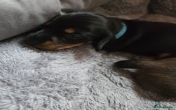 Miniature Dachshund dogs for sale: Miniature Dachshunds Seeking Forever Homes - Image 26