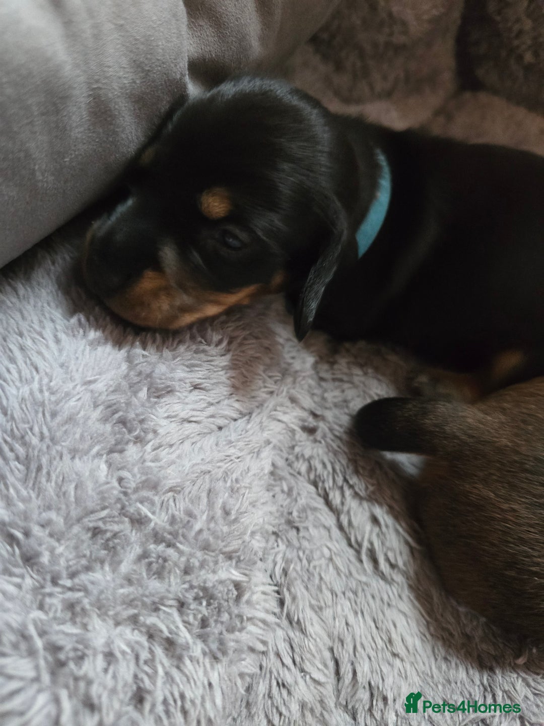 Miniature Dachshund dogs for sale: Miniature Dachshunds Seeking Forever Homes - Image 26