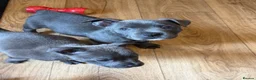 Mixed Breed dogs for sale: Amazing blue Chaffy puppies - Advert 19