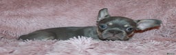 French Bulldog dogs for sale: ULTRA RARE - RAINBOW LITTER NON FLUFFY FRENCHIES - Advert 20