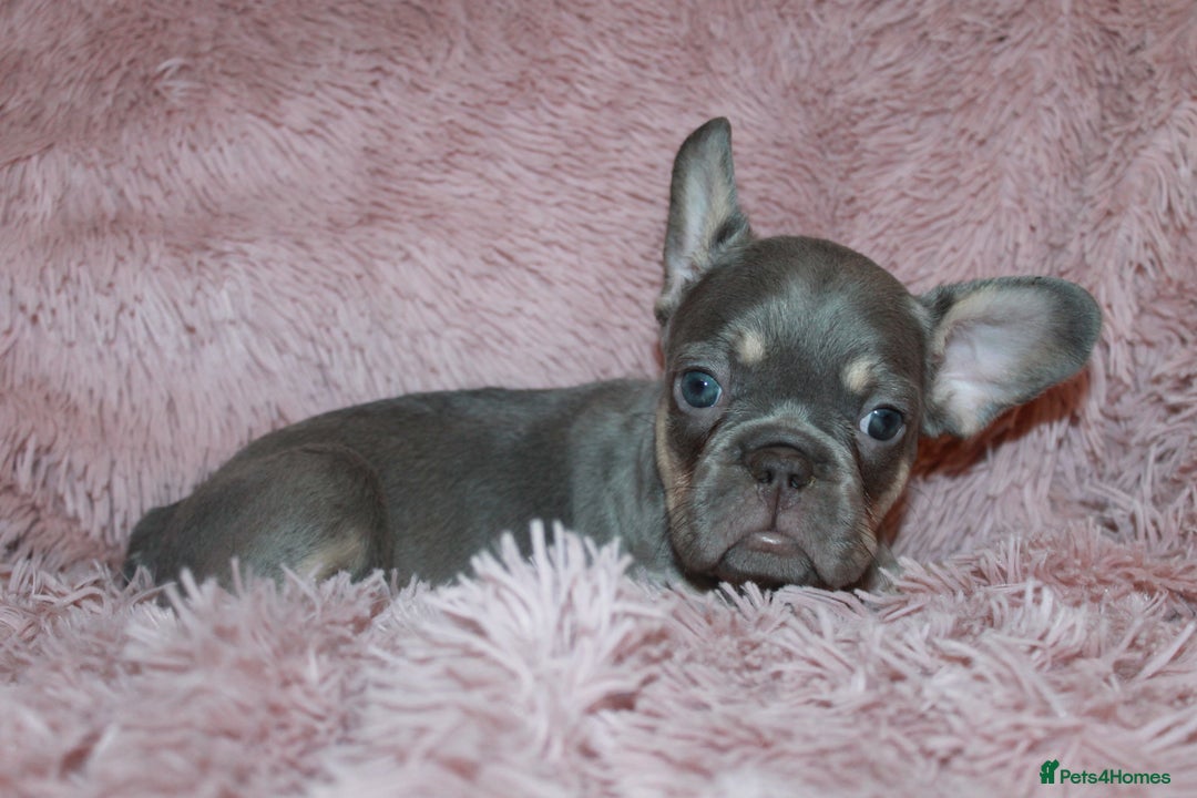 French Bulldog dogs for sale: ULTRA RARE - RAINBOW LITTER NON FLUFFY FRENCHIES - Advert 20