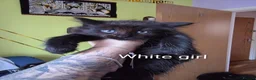 Mixed Breed cats for sale: Beauty litter of ragcoon -tuxedo cross  in Preston - Advert 17