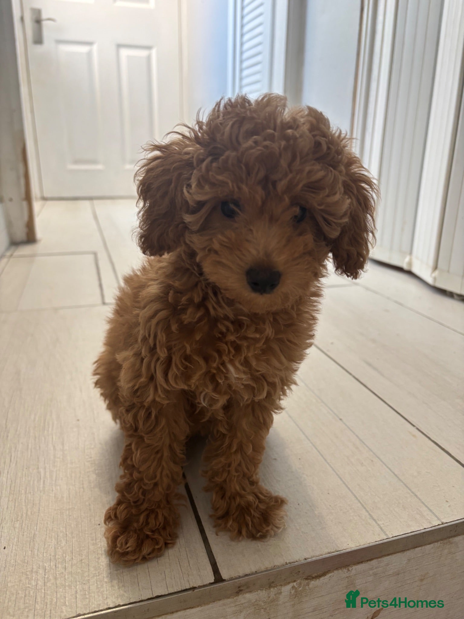 Toy Poodle dogs Beautiful hypoallergenic Toy poodle pups  - Advert 1