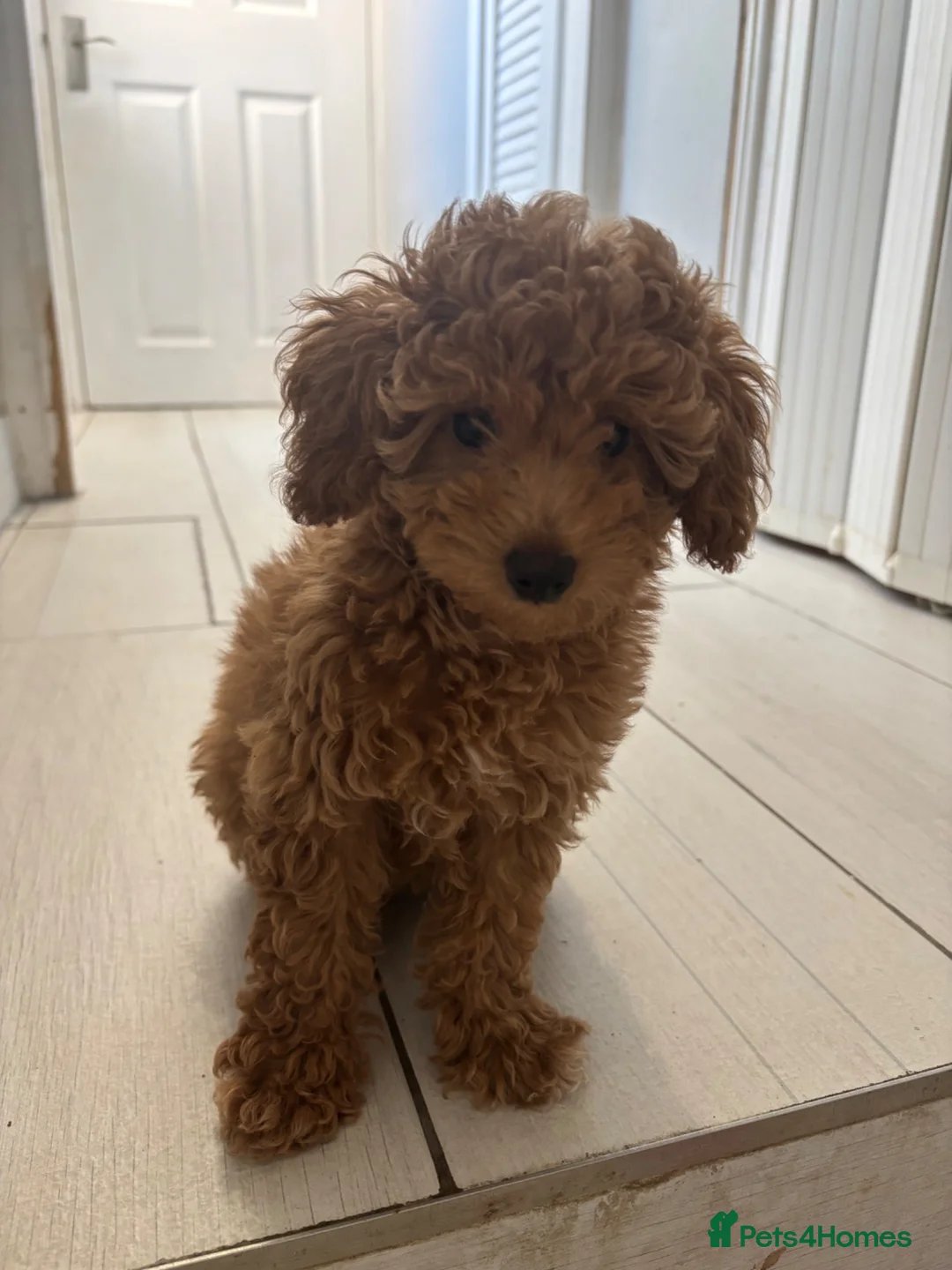 Toy Poodle dogs for sale: Beautiful hypoallergenic Toy poodle pups  - Advert 1