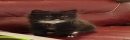 Mixed Breed cats for sale: two female kitten  - Advert 3