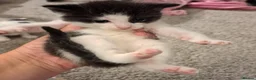 Mixed Breed cats for sale: 6 Adorable Fluffy Maine Coon X Calaco kittens  - Advert 22