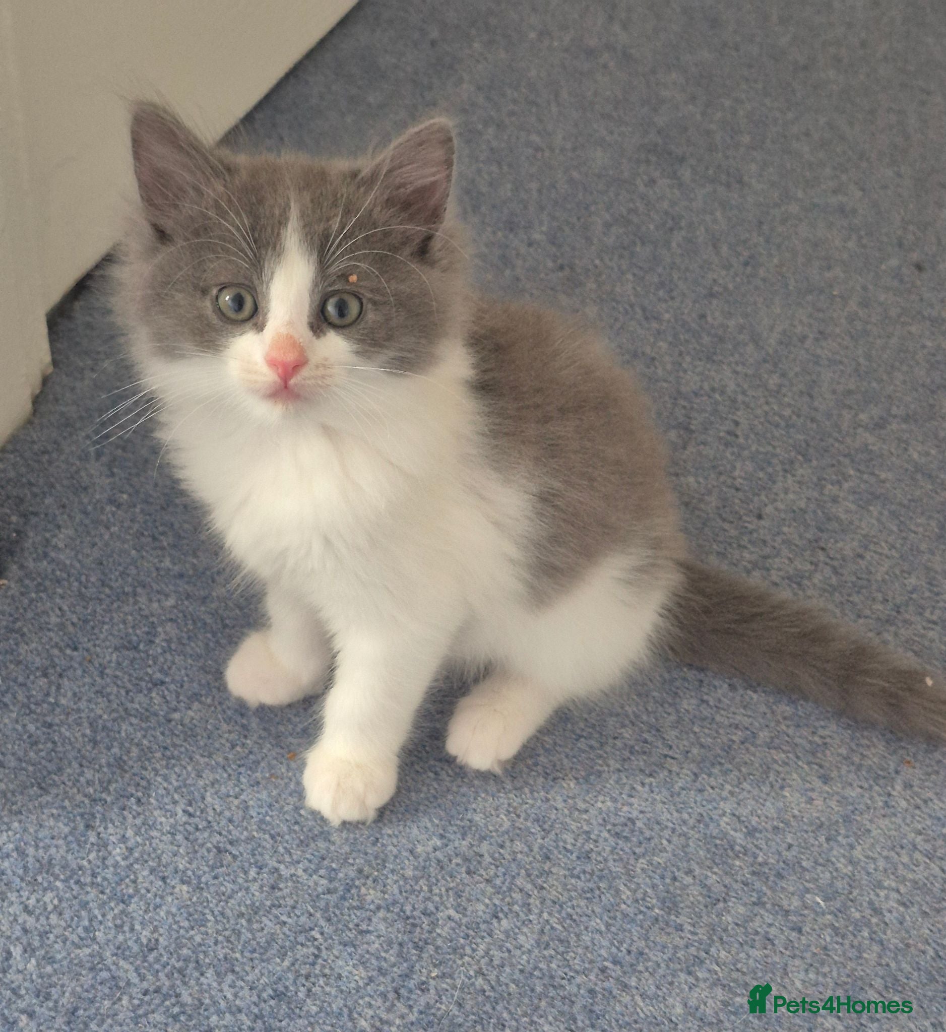 Mixed Breed cats Beautiful kittens ready for new home - Advert 1