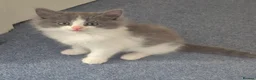 Mixed Breed cats for sale: Beautiful kittens ready for new home - Advert 1