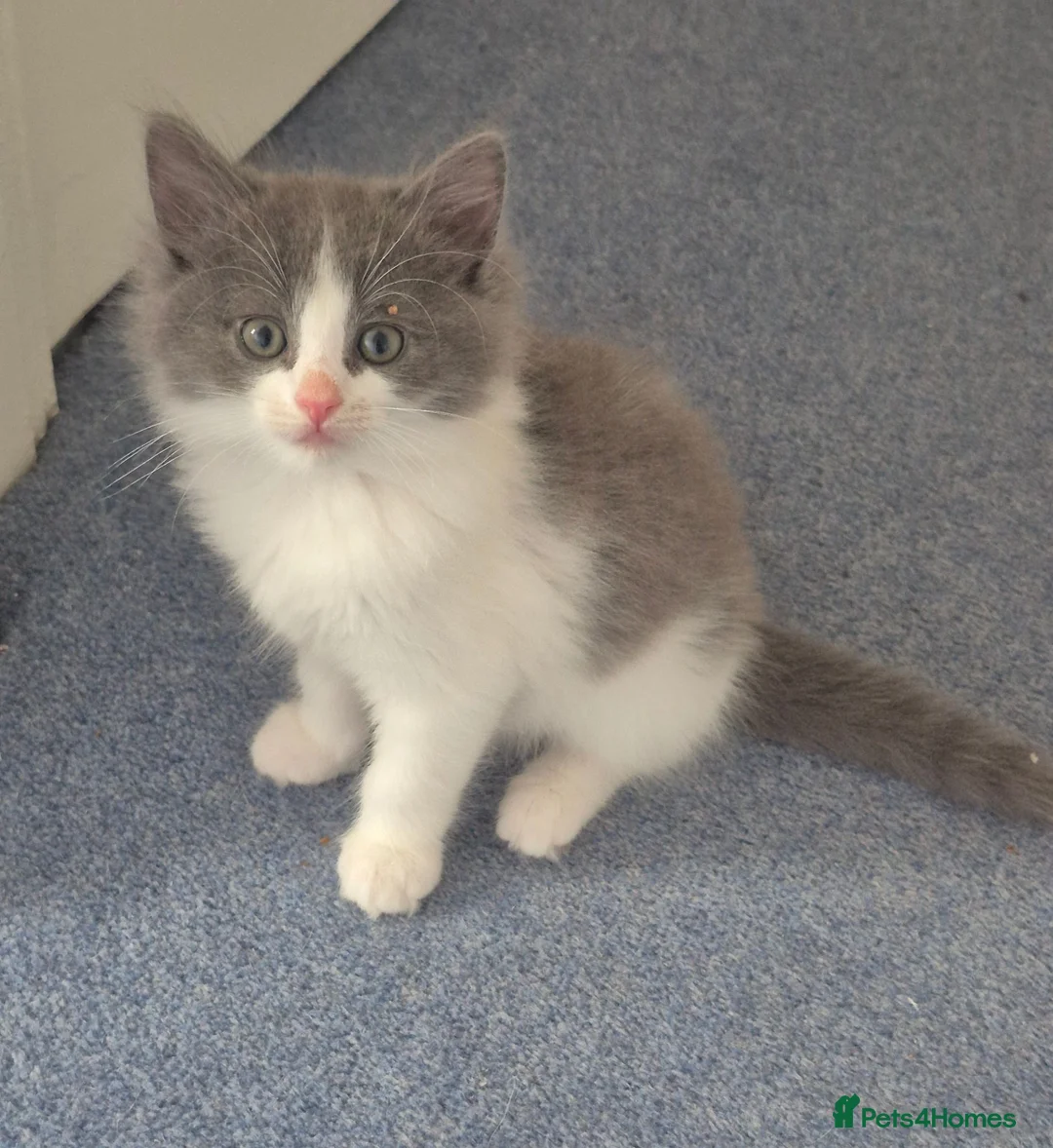 Mixed Breed cats for sale: Beautiful kittens ready for new home - Advert 1