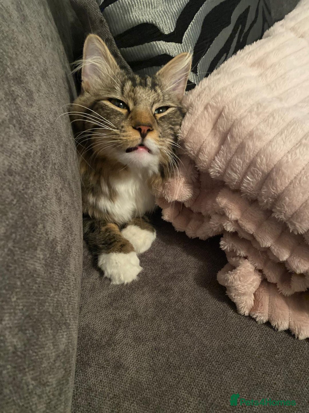 Maine Coon cats for sale: Casper  - Image 6