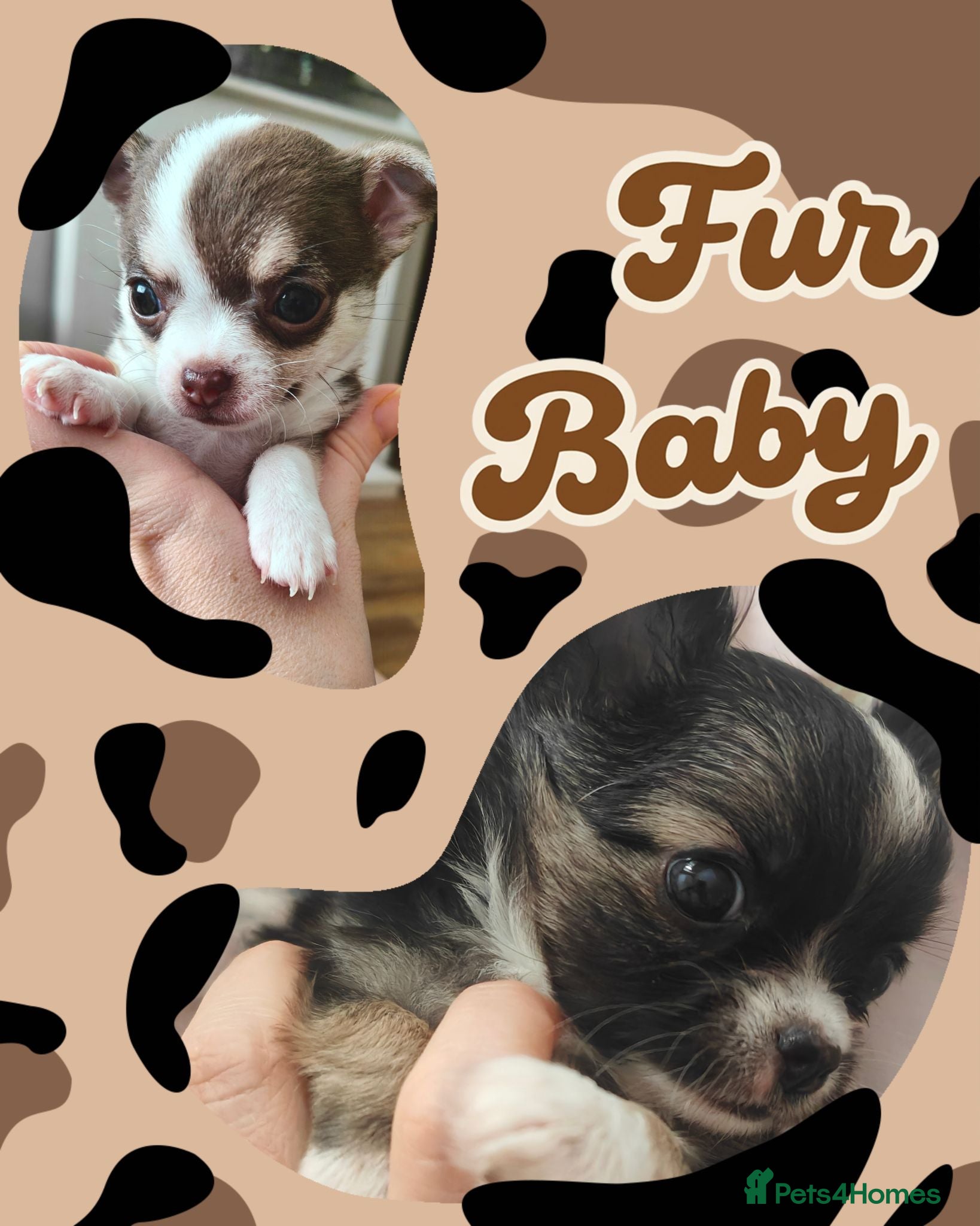 Chihuahua dogs 🌻Cute purebred chihuahua puppies🌻 - Advert 5
