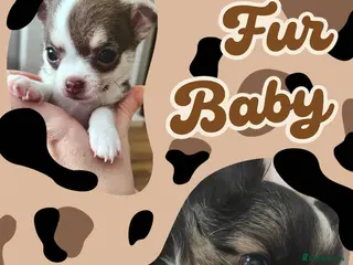 Chihuahua dogs 🌻Cute purebred chihuahua puppies🌻 - Advert 5