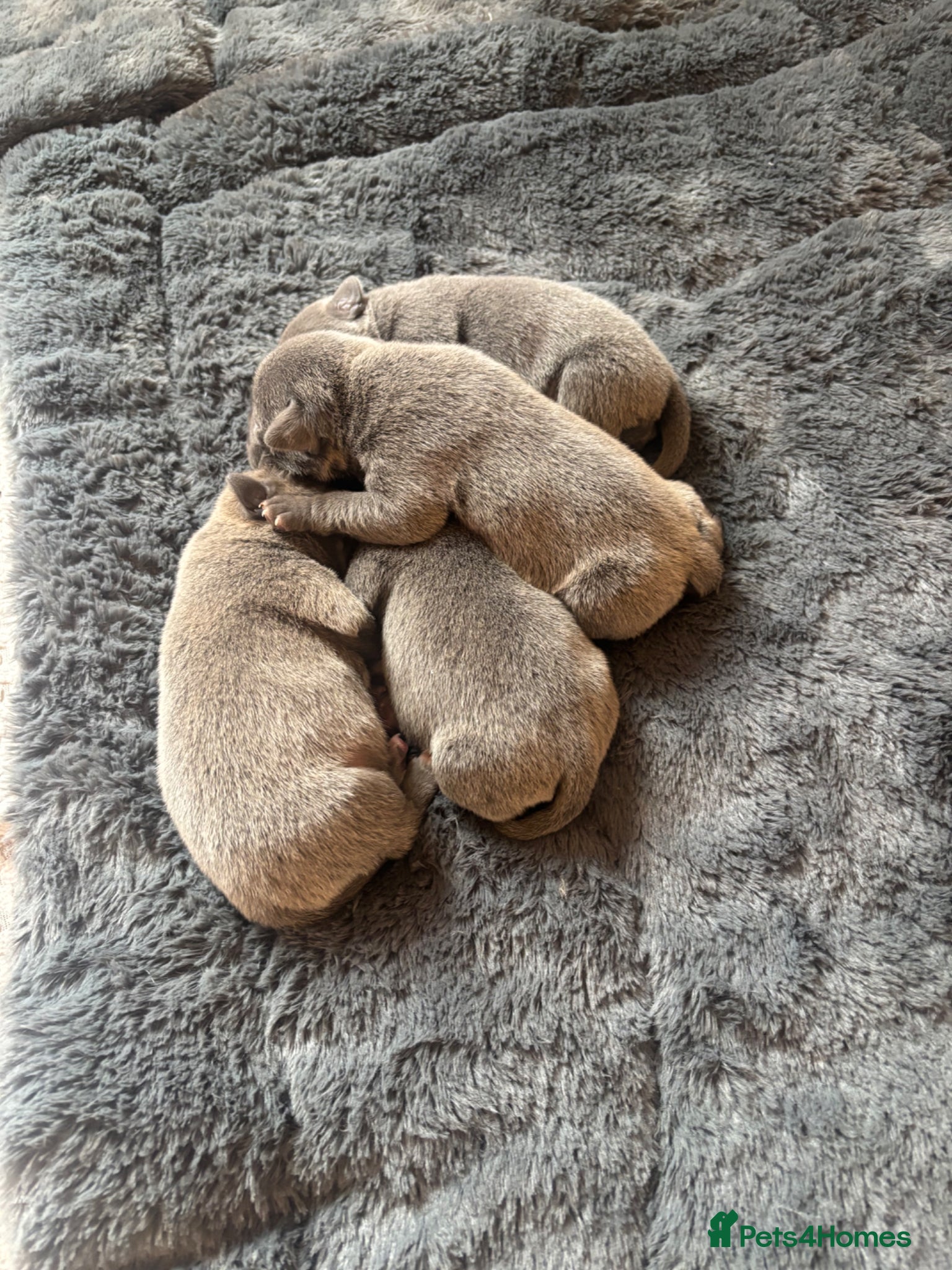 Staffordshire Bull Terrier dogs KC REG BEAUTIFUL BLUE STAFF + CHAMPION BLOOD LINES - Advert 2