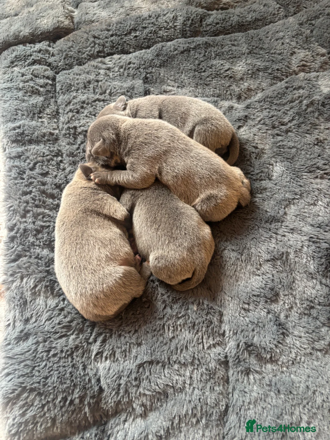 Staffordshire Bull Terrier dogs for sale: KC REG BEAUTIFUL BLUE STAFF + CHAMPION BLOOD LINES - Advert 2