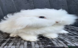 Mini Lion Lop rabbits for sale: Beautiful Teddywidder Boy - Image 4