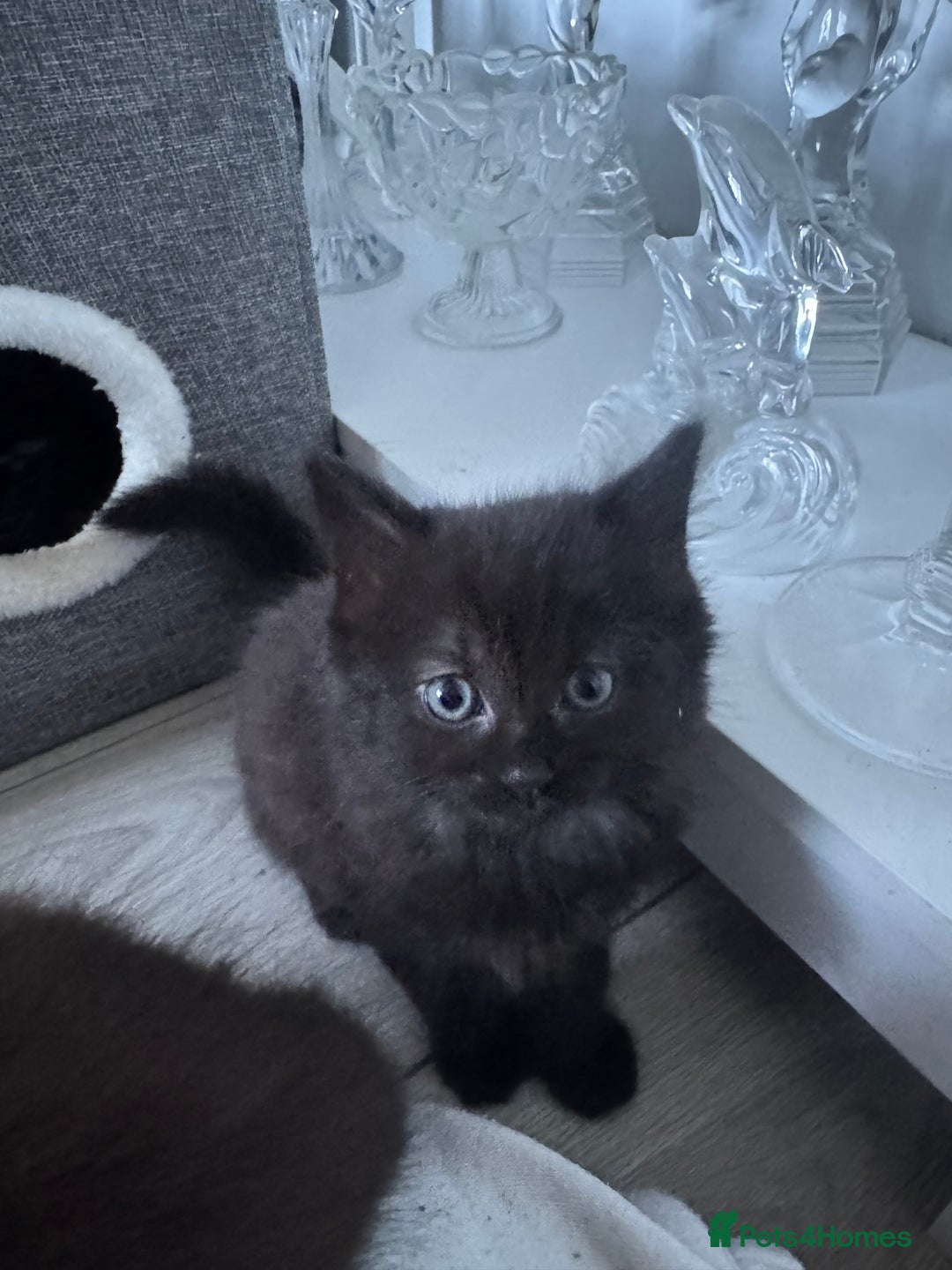 Domestic Shorthair cats for sale: 4 fluffy domestic kittens for sale  - Image 5