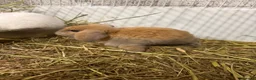 Mini Lop rabbits for sale: Gorgeous baby mini lops ready to leave  - Advert 2