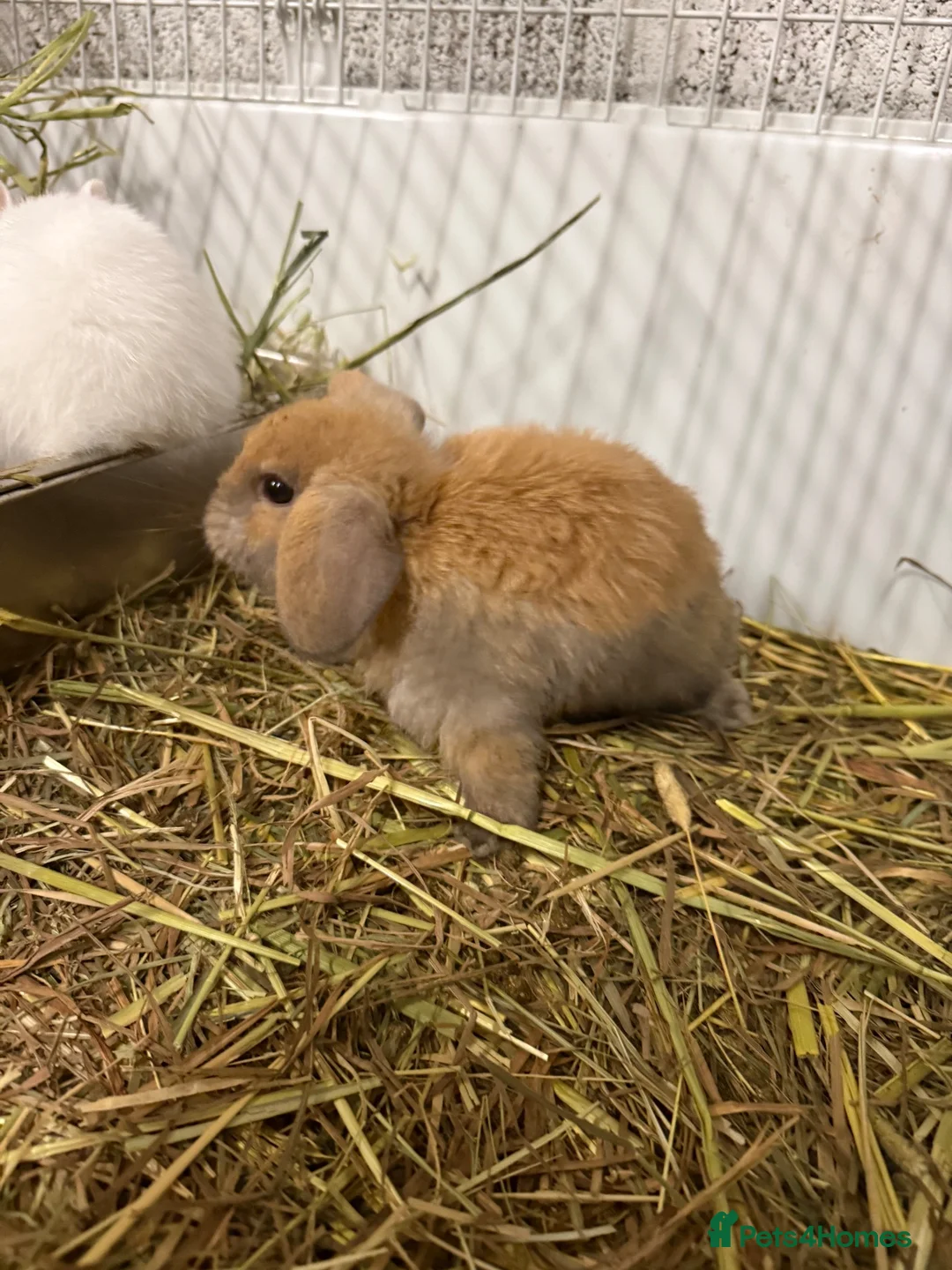 Mini Lop rabbits for sale: Gorgeous baby mini lops ready to leave  - Advert 2