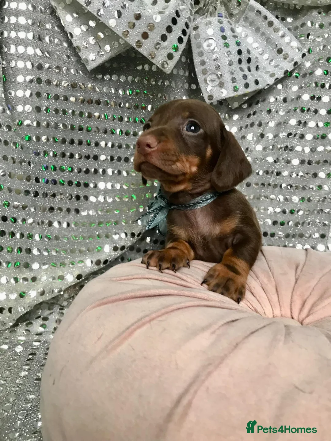 Miniature Dachshund dogs for sale: 🐶 4 miniature duschund puppies🐕 - Advert 13