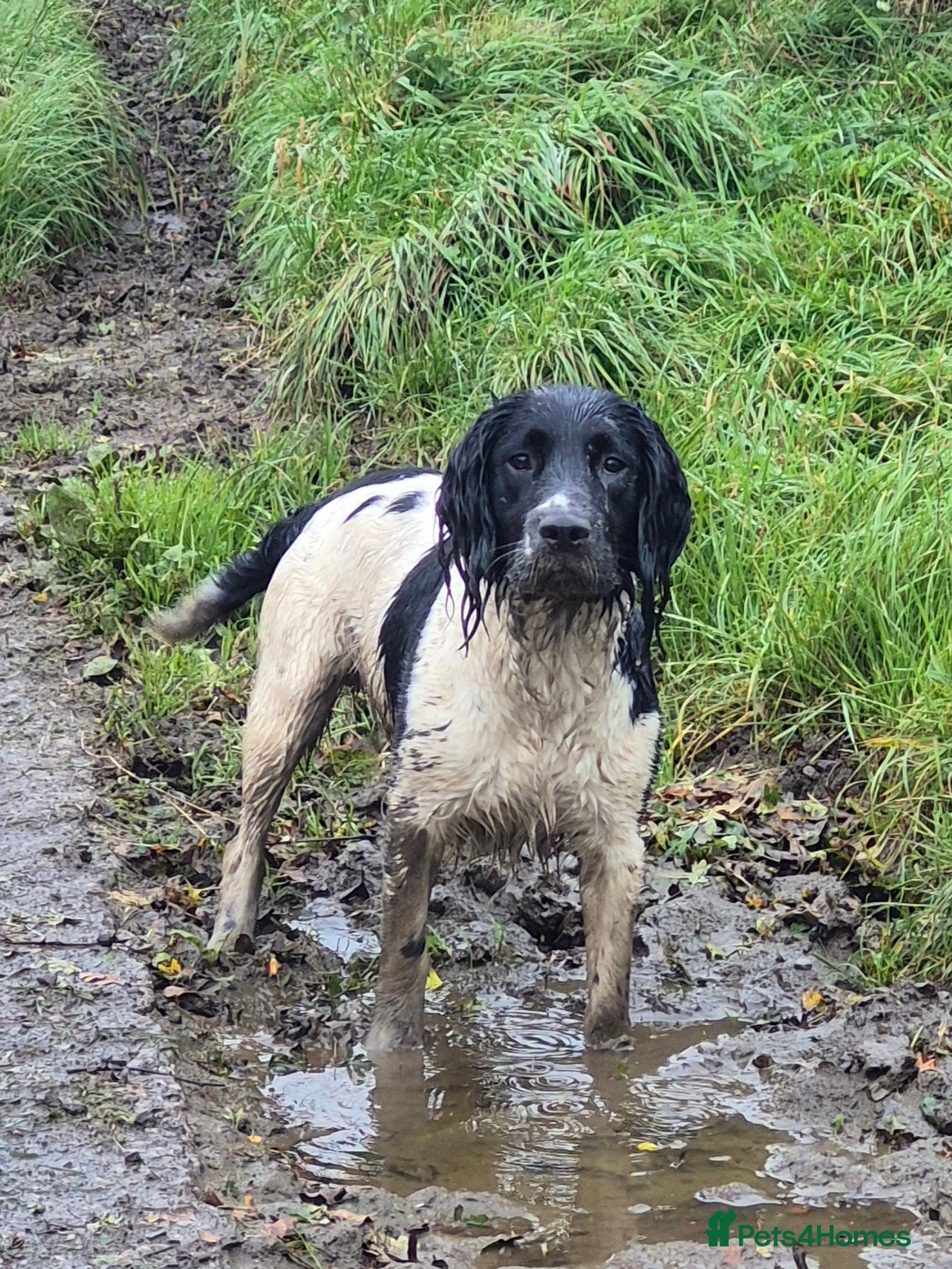 English Springer Spaniel dogs Black and white English springer spaniel for stud - Advert 8