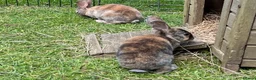 Rex rabbits for sale: Mini Rex  - Advert 7