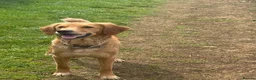 Golden Retriever dogs for sale: KC Registered Golden Retriever Pups Ready 7th June - Advert 4