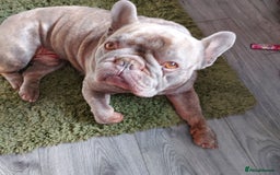 French Bulldog dogs for sale: French bulldog  - Image 1
