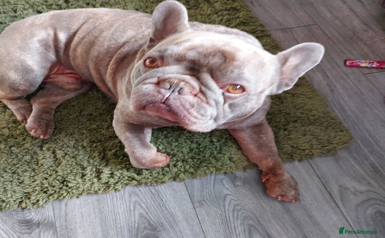 French Bulldog dogs - Advert 5