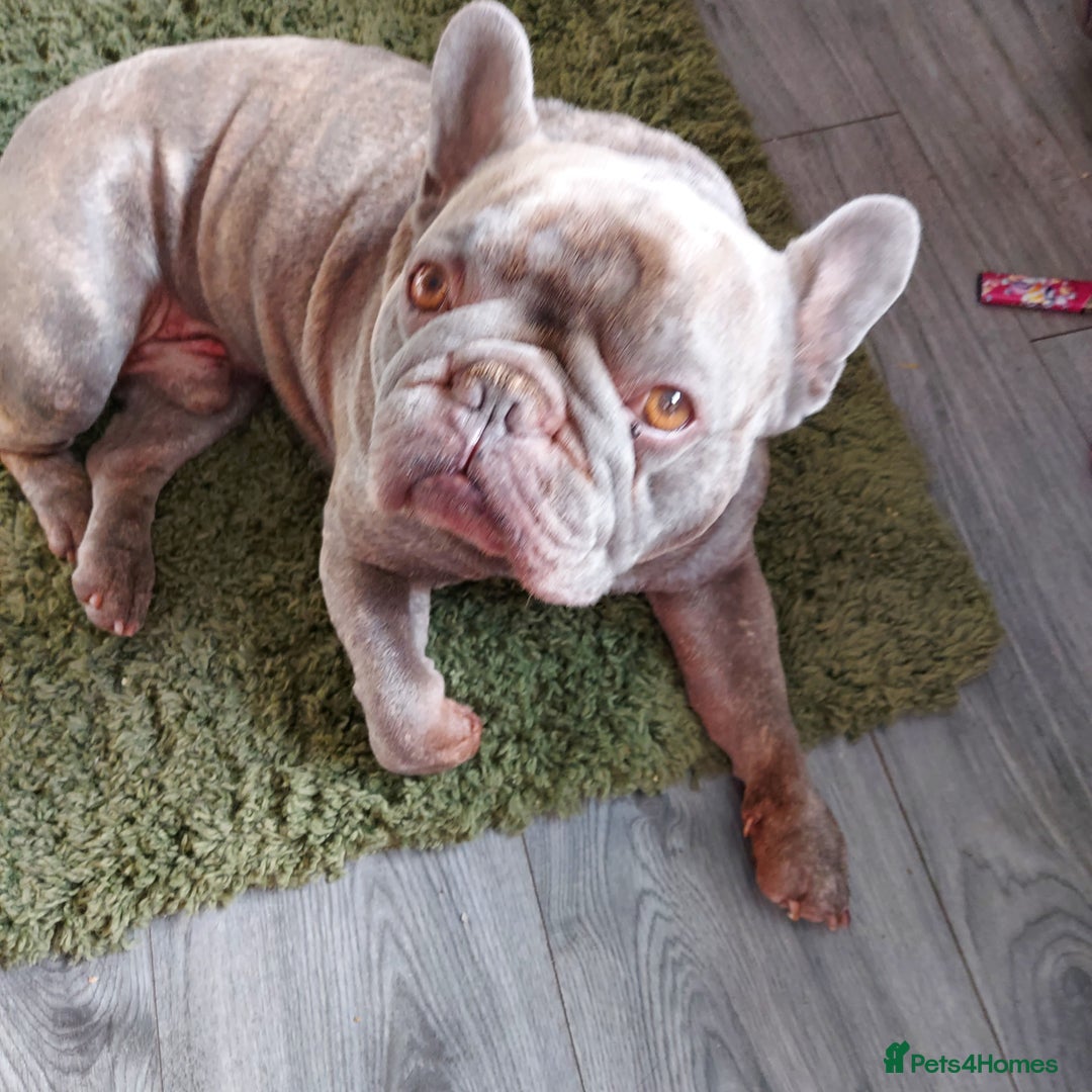 French Bulldog dogs for sale: French bulldog  - Image 1