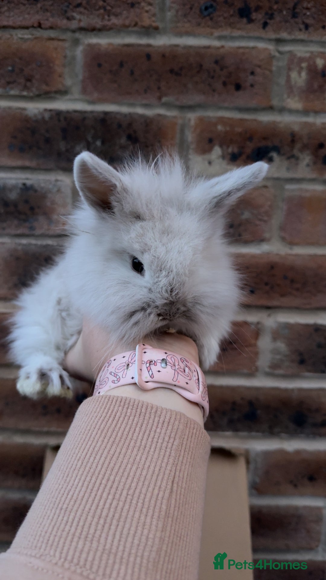 Mixed Breed rabbits for sale: Mini lop x lion head bunnies - Advert 3