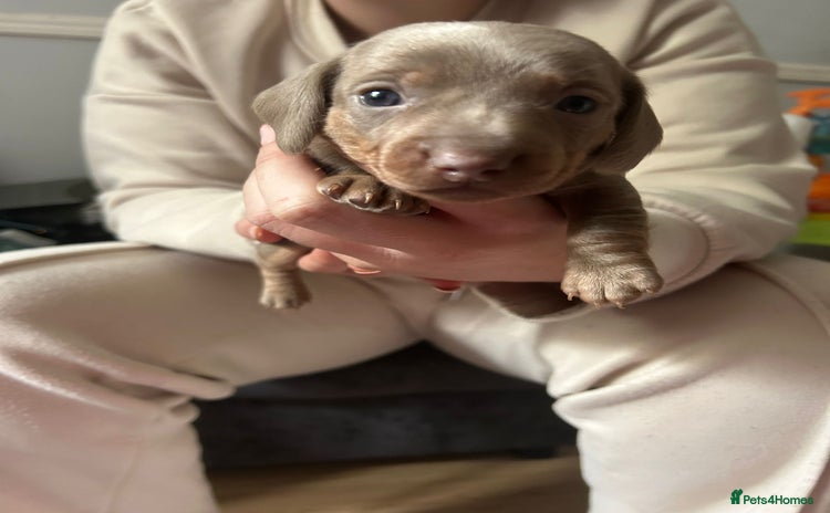 Miniature Dachshund dogs - Advert 10